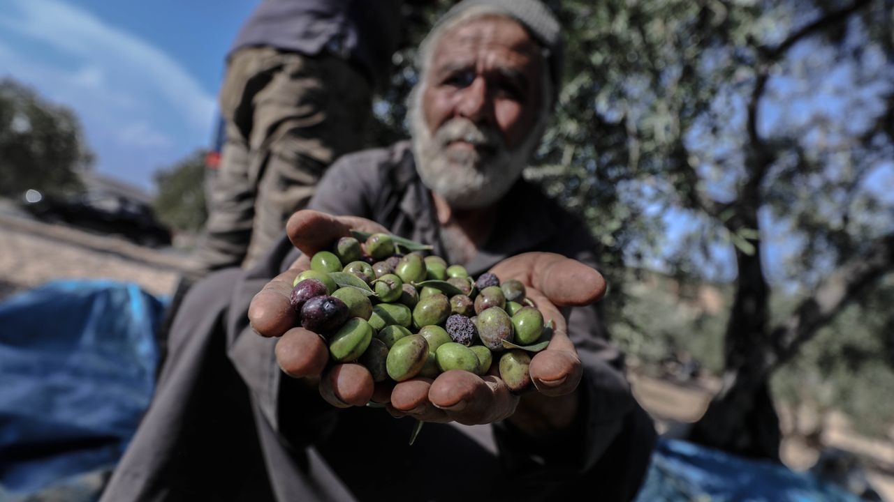 İdlib'de Çiftçiler, Bombardımanın Gölgesinde Zeytin Hasadına Başladı