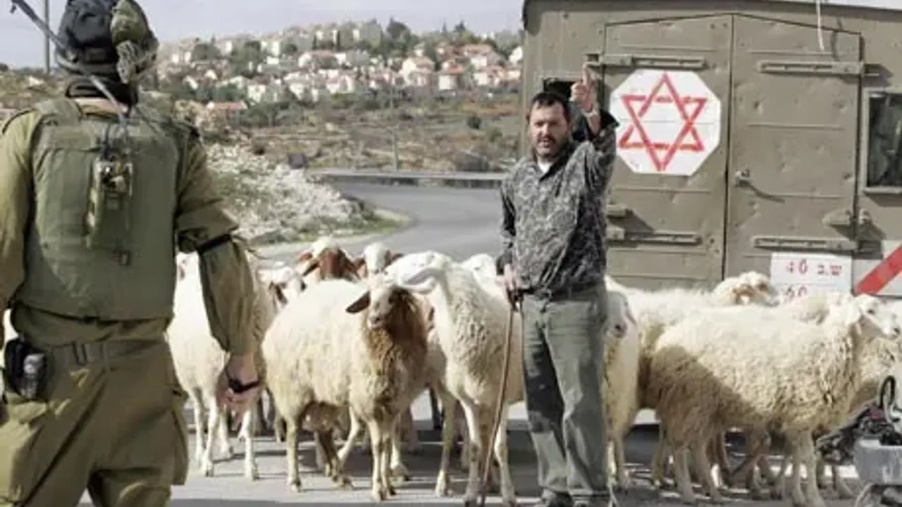 Yahudi Yerleşimciler, Filistinlilere Ait Koyun Sürüsüne El Koydu
