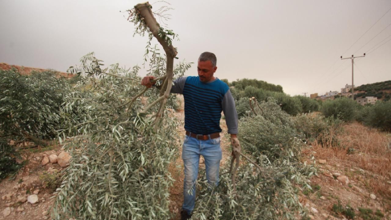 İşgalci Yahudiler, Filistinli çiftçinin yüzlerce zeytin ve badem ağacını kesti