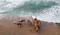 Umman'da develerin deniz keyfi 📷