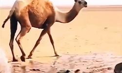 Çölde su gören develerin sevinç gösterisi