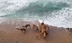 Umman'da develerin deniz keyfi 📷