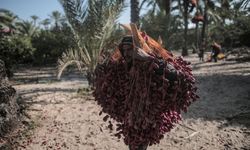 Gazze'de Filistinli çiftçiler hurma hasadına başladı