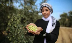 Gazze'deki insani arada çiftçiler zeytin hasadına başladı