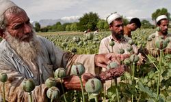 BM: Afganistan'da Taliban yönetiminin afyon yasağı, üretimi yüzde 95 düşürdü