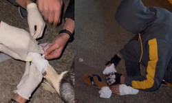 Filistinli genç, yaralanan köpeğe kendi bandajını vererek yardım etti