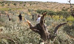 Yahudi yerleşimciler Batı Şeria'da Filistinlilerin zeytin ağaçlarını söktü