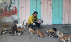 Gazzeli genç, saldırılar altında beslediği kedilerin ölmemesi için mücadele ediyor