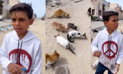 Gazzeli çocuk: "Kedilerin %90'ı öldü!"