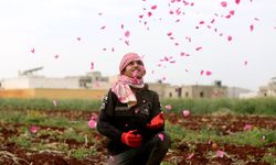 İdlib'deki gül bahçeleri, zorla yerinden edilen sivillere iş imkanı sağlıyor