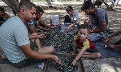 İsrail saldırıları altındaki Gazze'de zeytin hasadı başladı