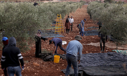 İsrail askerleri, zeytin toplayan Filistinli kadını katletti