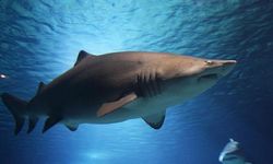 Avustralya'yı şoke eden köpekbalığı dehşeti: 1 ölü, 1 ağır yaralı