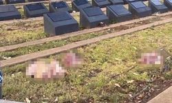 Avustralya'da Müslüman mezarlığına domuz kafaları bırakıldı