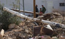 Batı Şeria'da doğa katliamı: 1608 zeytin ağacı söküldü