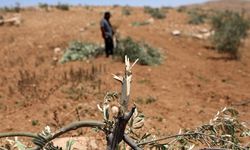 Batı Şeria'da geçim kaynaklarına saldırı: 850 ağaç yok edildi