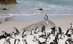Güney Afrika'da 62 bin penguen açlıktan öldü