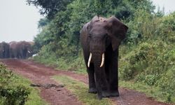 Hindistan'da köyleri basan 42 fil dehşet saçtı: 4 ölü