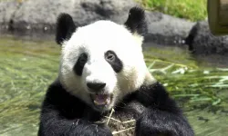 Japonya'da 50 yıllık devir kapanıyor: İkiz pandalar Çin'e dönüyor
