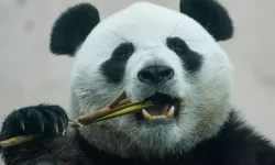 Macron-Şi zirvesi sonrası: Çin'den Fransa'ya panda sözü