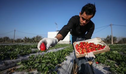 Gazze'de Çilek Hasadı Başladı 📸