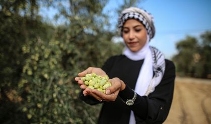 Gazze'de zeytin hasadı başladı 📷