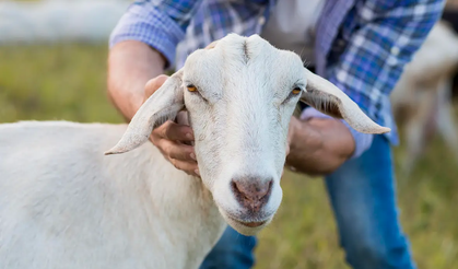 10 soruda kurbanla ilgili merak edilenler