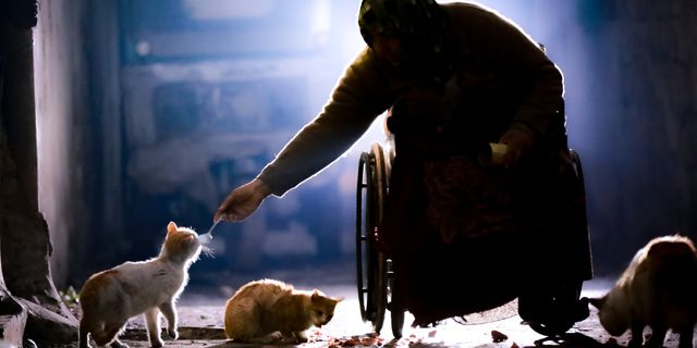 İdlib'de Savaş Mağduru Kadının Kedi Sevgisi