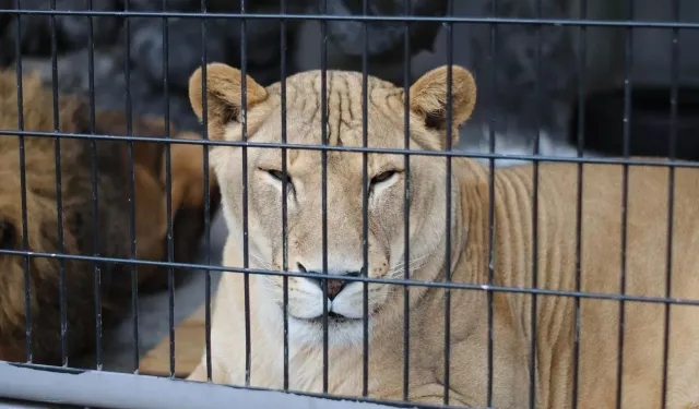 Aslan terbiyecisi olmak isteyen genç feci şekilde can verdi
