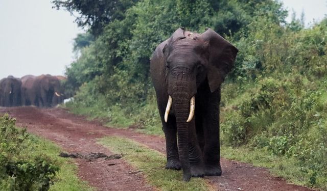 Hindistan'da köyleri basan 42 fil dehşet saçtı: 4 ölü