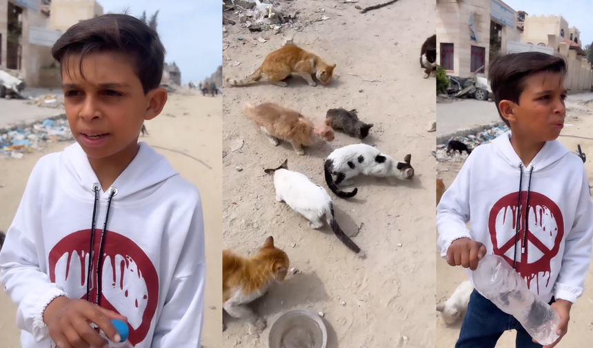 Gazzeli çocuk: "Kedilerin %90'ı öldü!"