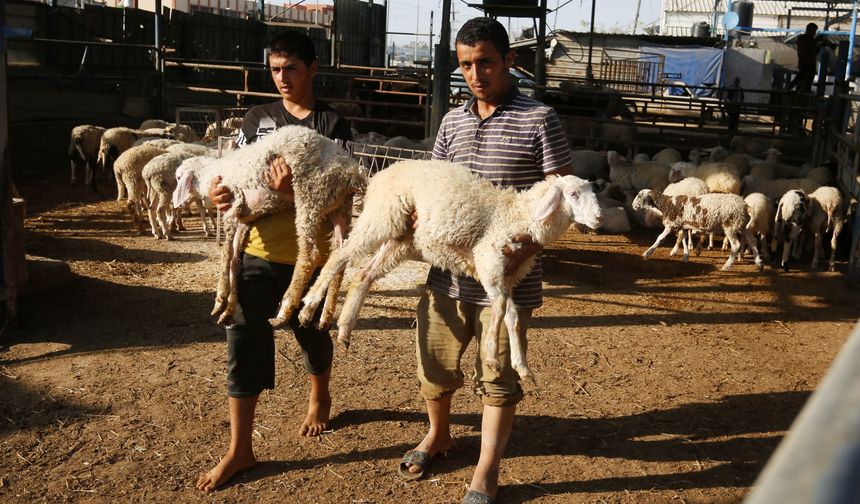 İsrail saldırıları altındaki Gazze'de kurbanlık hayvan krizi yaşanıyor