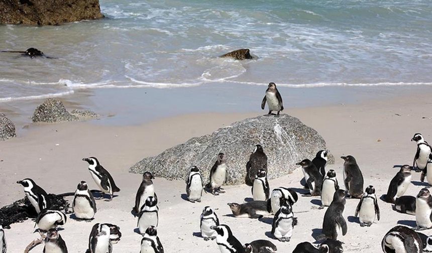 Güney Afrika'da 62 bin penguen açlıktan öldü