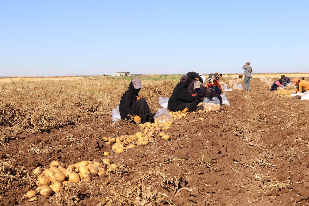 AA-20230719-31712689-31712681-SURIYENIN_KUZEYINDE_PATATES_HASADI_CIFTCILERIN_YUZUNU_GULDURDU