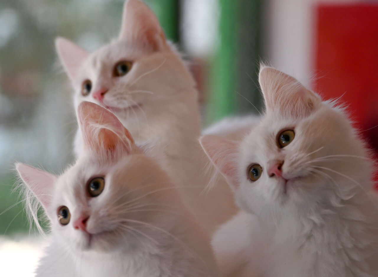 AA-20230808-31872280-31872276-AYASOFYAYA_IKINCI_ANKARA_KEDISI_PATILERINI_BASACAK