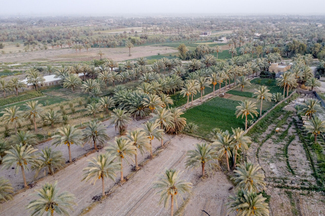 AA-20230822-31967684-31967659-IRAKLI_CEVRE_DOSTU_PETROL_YERINE_HURMA_PROJESIYLE_6_YILDA_BINLERCE_AGAC_DIKTI