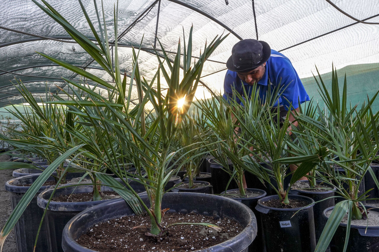 AA-20230822-31967684-31967660-IRAKLI_CEVRE_DOSTU_PETROL_YERINE_HURMA_PROJESIYLE_6_YILDA_BINLERCE_AGAC_DIKTI